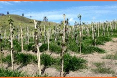 Crasir recebe consultoria para as unidades demonstrativas frutíferas  